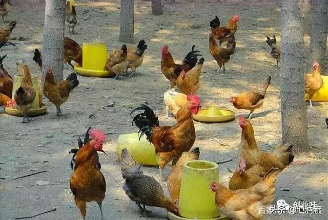 养鸡三大绝密秘诀,养鸡技术十大经典