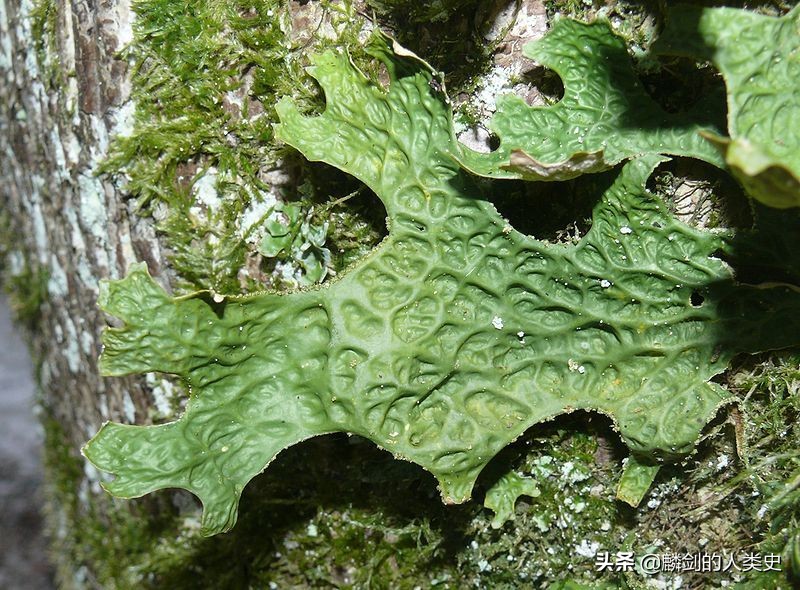 从单细胞生物进化到人类全过程,地球单细胞生物的进化过程