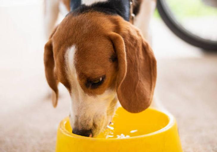 狗口炎最佳治疗方法,狗口炎一年了怎么处理