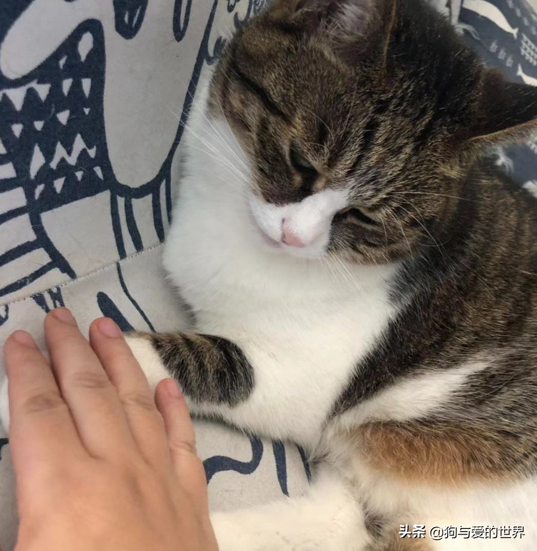 猫猫为什么总把脚放我脸上,为什么猫猫喜欢把头埋在臂弯