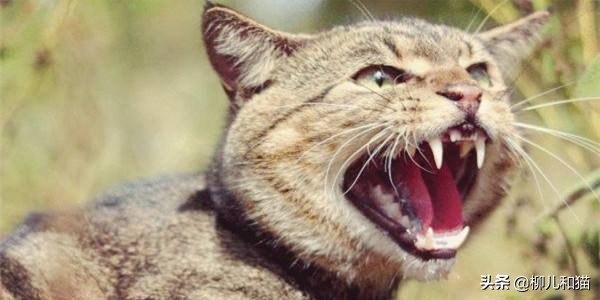 猫应激攻击人以后还能养吗很害怕,家猫挨打发狂攻击主人