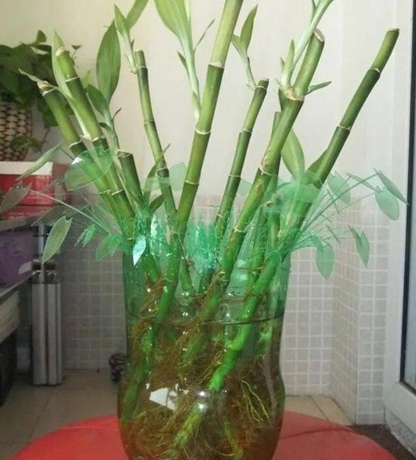 塑料瓶养花怎么剪好看,空瓶子剪花盆造型