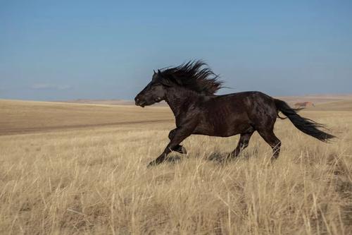 中国每年吃多少马肉,全球每年宰杀近470万匹马马肉