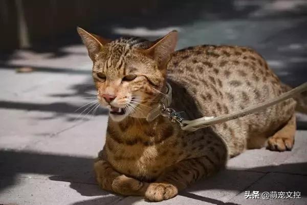 盘点顶级宠物,最贵的宠物猫是什么品种