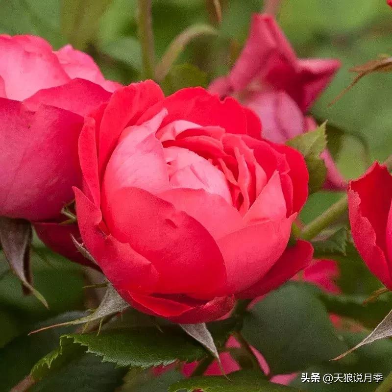 哪些月季品种抗病强,抗病性好月季有哪些