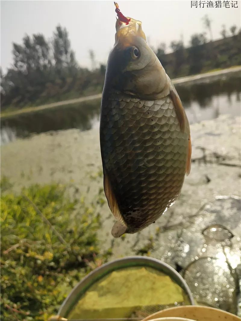 2019钓鲫鱼视频全集,钓鲫鱼的笔记