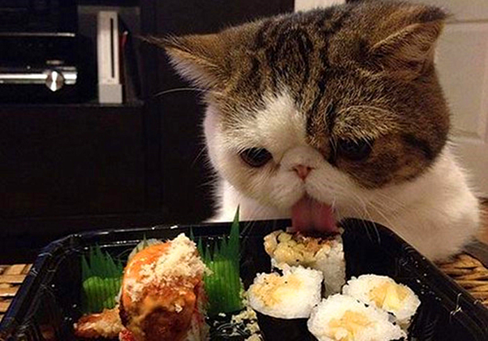 猫咪饮水是什么原因,猫咪饮水过多