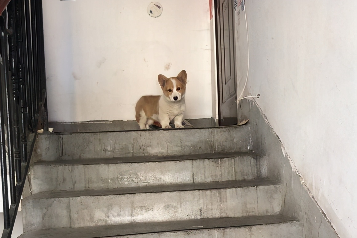 柯基犬的七个弱点最好不要吓唬它,柯基犬最讨厌的7件事