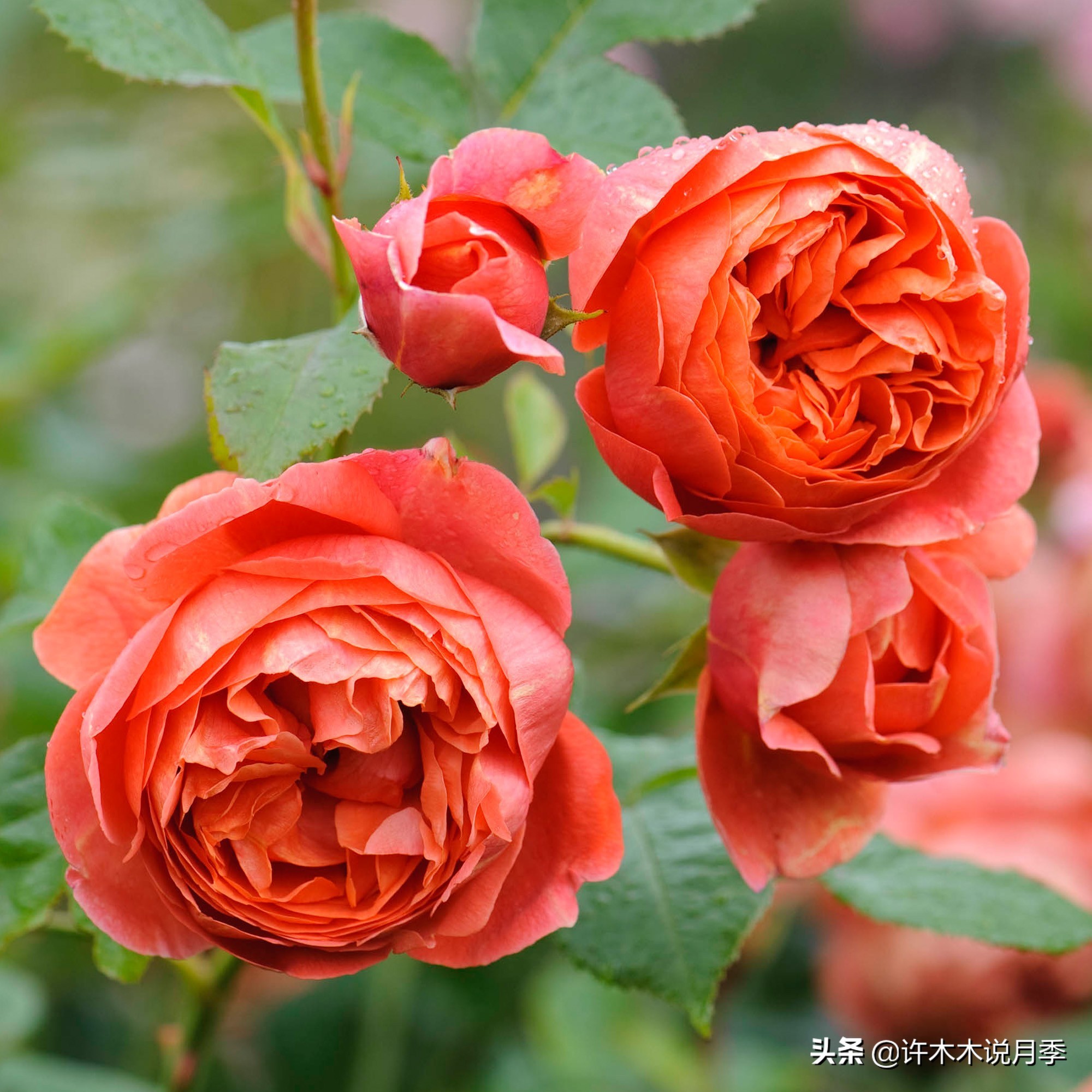 奥斯汀月季最佳品种,奥斯汀月季最好的品种