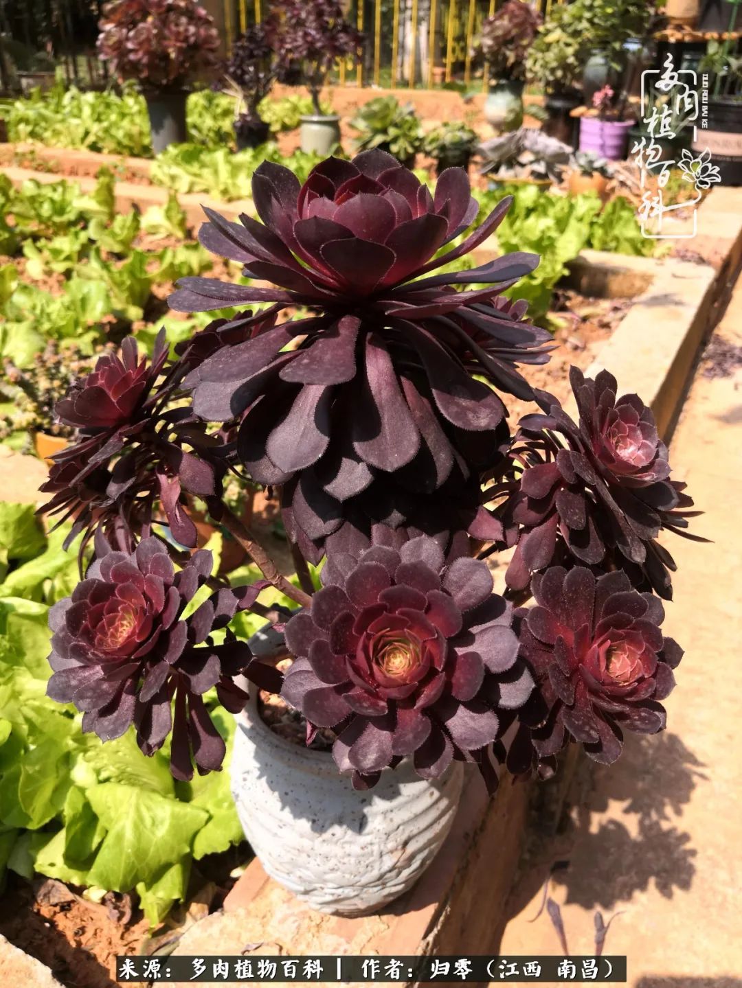 人生转个弯，在小院遇见落入凡间的多肉小精灵