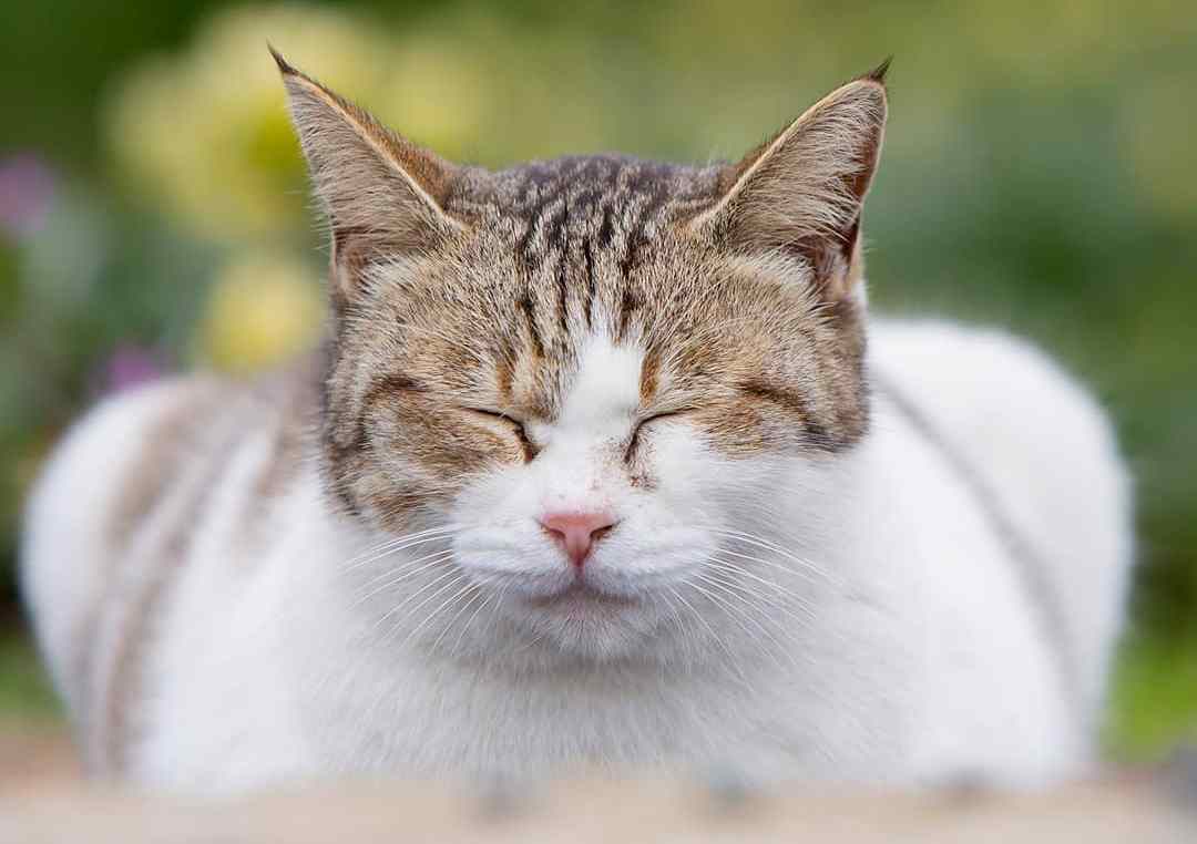 猫咪干眼症怎么治疗最有效,猫咪眼睛老是有干眼屎怎么办