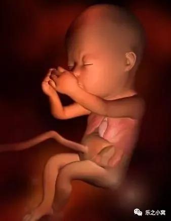 孕期胎儿成长图鉴,孕期胚胎成长图片