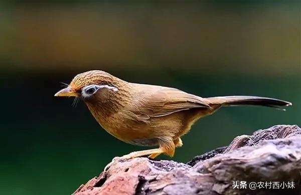 驯养鹦鹉的技巧,饲养画眉需要什么条件