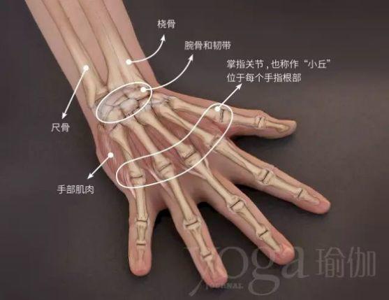 瑜伽缓解手腕压力的体式,练习瑜伽手腕痛怎么办