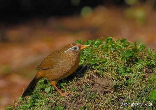 画眉鸟如何区分好与不好,如何鉴别画眉鸟的眼水好与不好