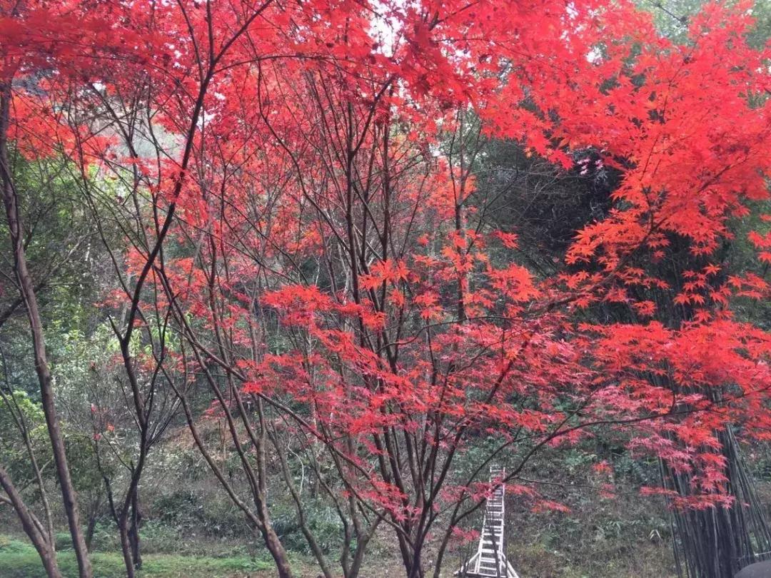 花山谜窟星期三免门票怎么预约,抓紧时间来赏秋