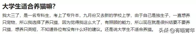 刚毕业的大学生建议养猫吗,没毕业大学生建议养猫吗