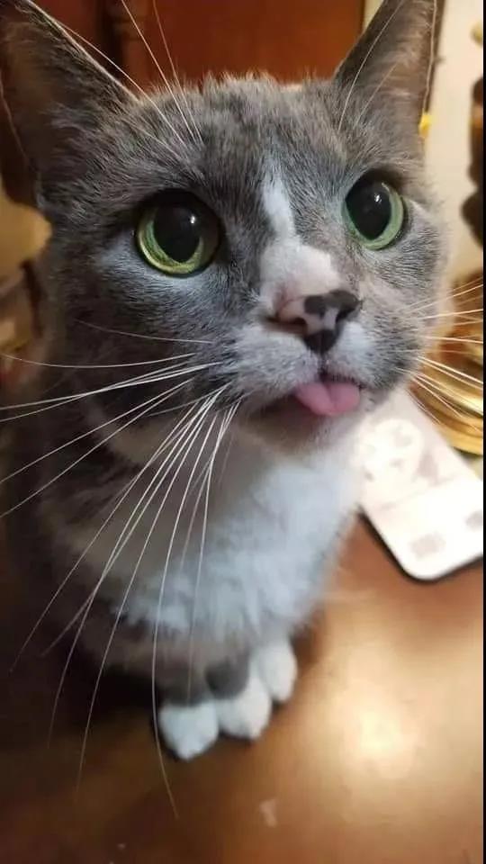 吐舌头的猫是有病吗,吐舌头的喵星人