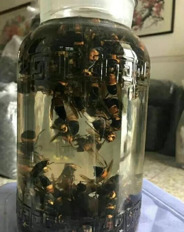 掏野生杀人蜂被蛰,一男子抓毒蜂泡酒死亡