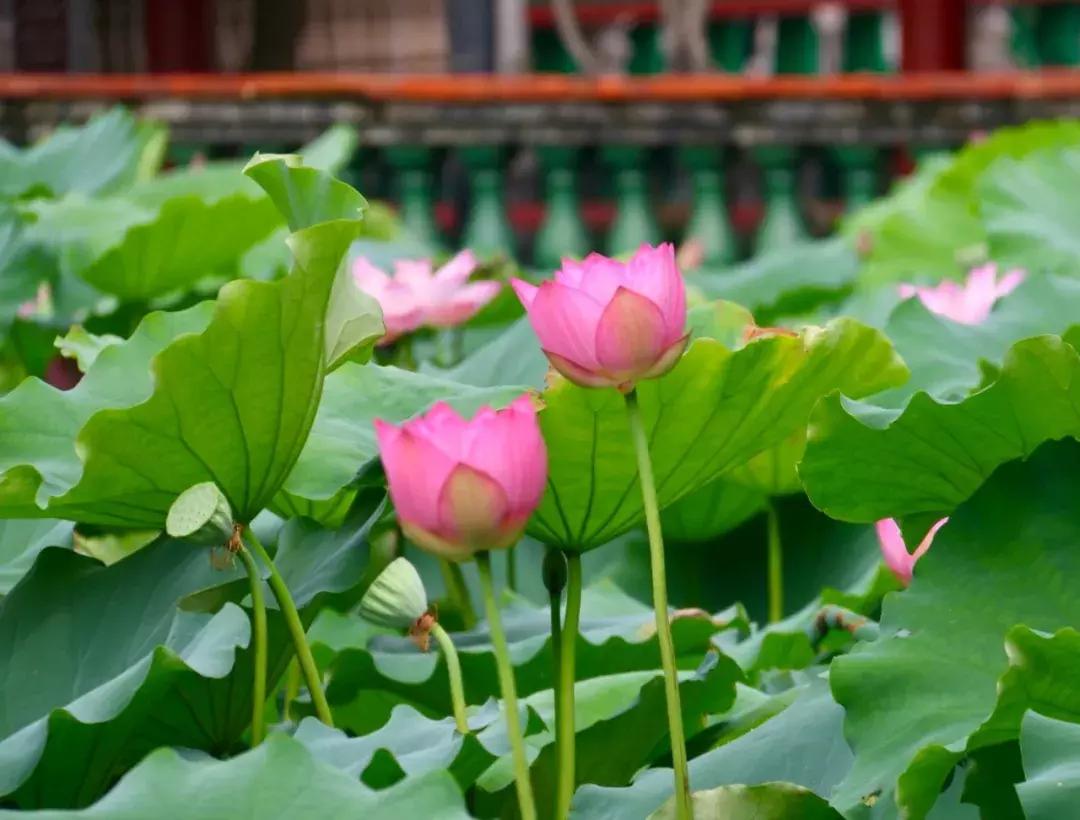 又到一年赏荷季又见荷花,广州莲花山荷花