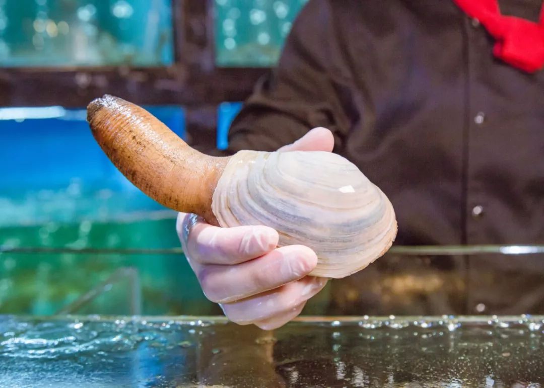 象拔蚌三文鱼鹅肝刺身拼盘,鹅肝苹果刺身