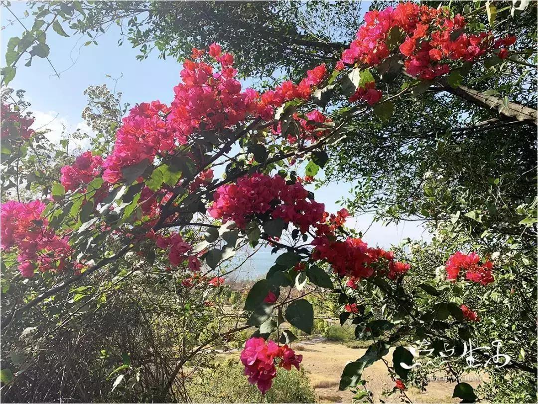 西昌春天一定不能错过的美景,不来黄山你永远不知道有多美