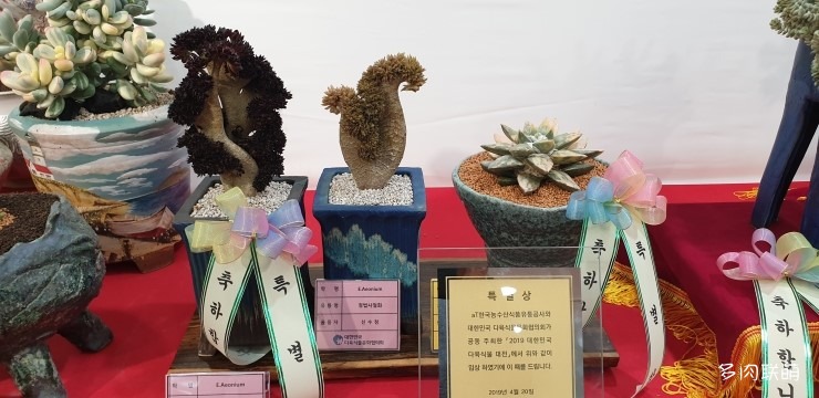 多肉欣赏桃美人,多肉植物欣赏