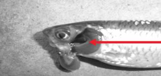 观赏鱼烂了,观赏鱼烂皮能治好吗