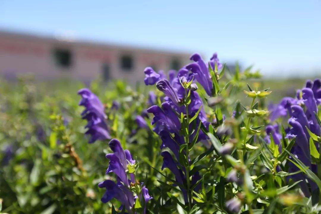 黄芩功用及图片,黄芩的正确加工方法是什么
