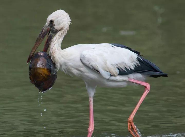 福寿螺的天敌终于出现,泛滥成灾的福寿螺终于有天敌