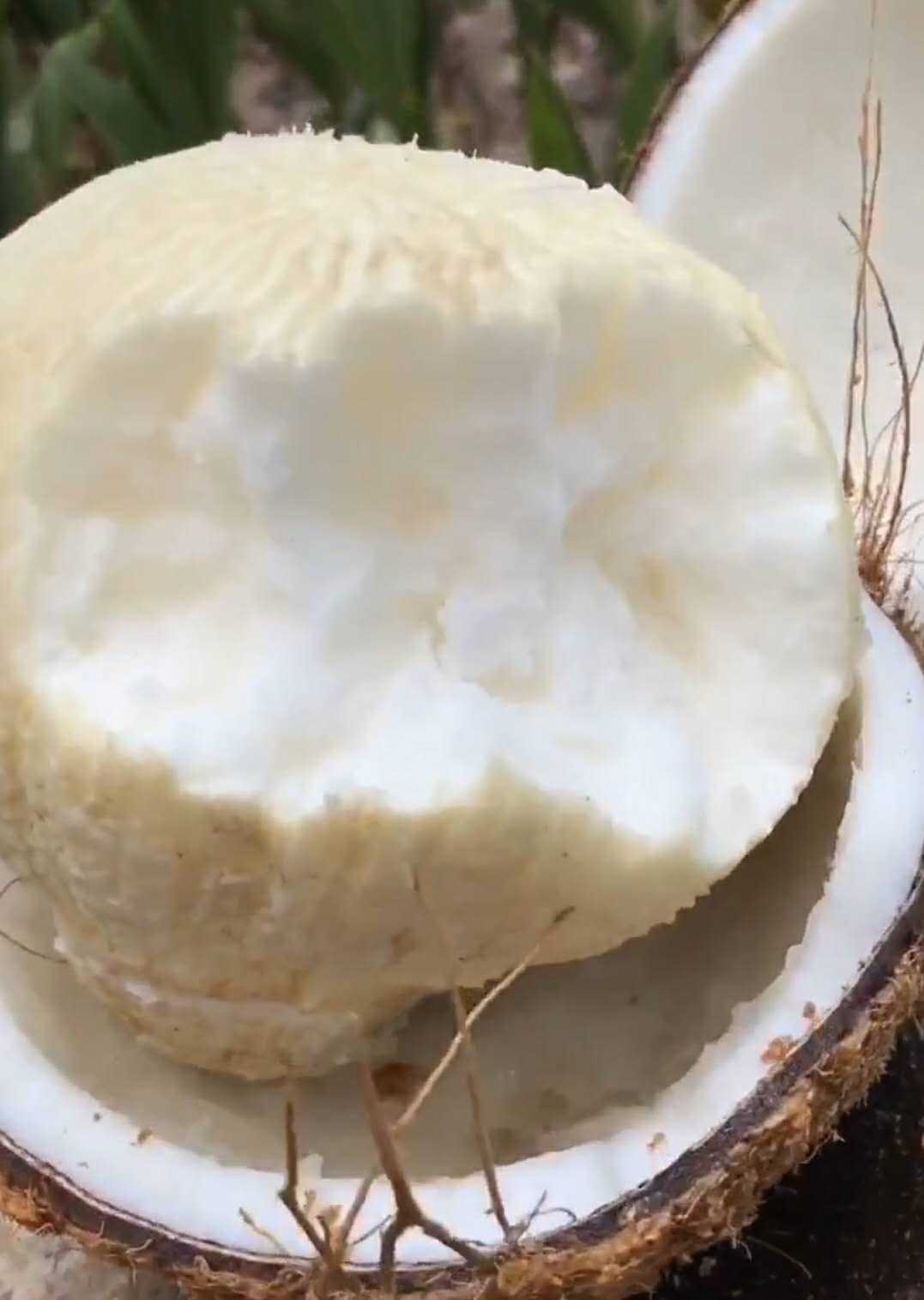 椰子果里面没有椰子水是不是椰皇,椰果没有椰子汁