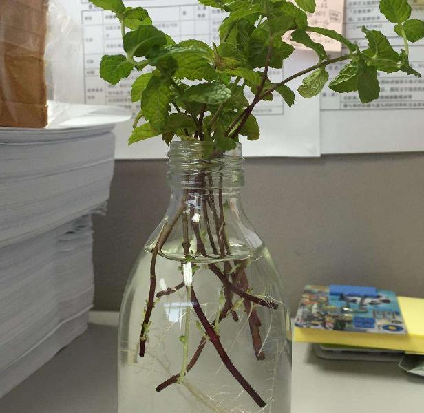 薄荷剪了一节插土里怎么活不了,薄荷剪下来直接摘能不能存活