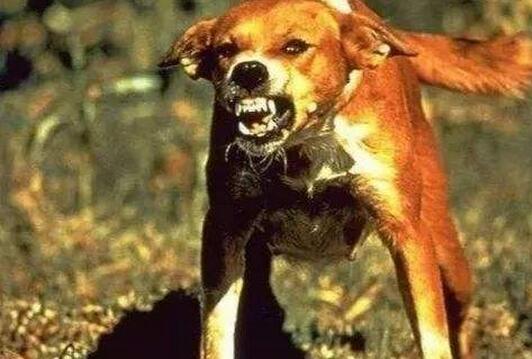 患有狂犬病的狗狗有什么症状,得了狂犬病狗狗症状