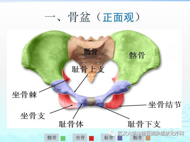 女性盆腔解剖与断层影像
