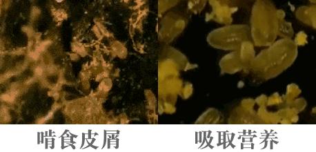 去螨虫慕斯推荐,洗面奶慕斯去螨虫