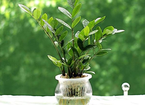 养花技巧家庭养护绿植的小方法,喜爱养花分享花卉盆栽养护知识