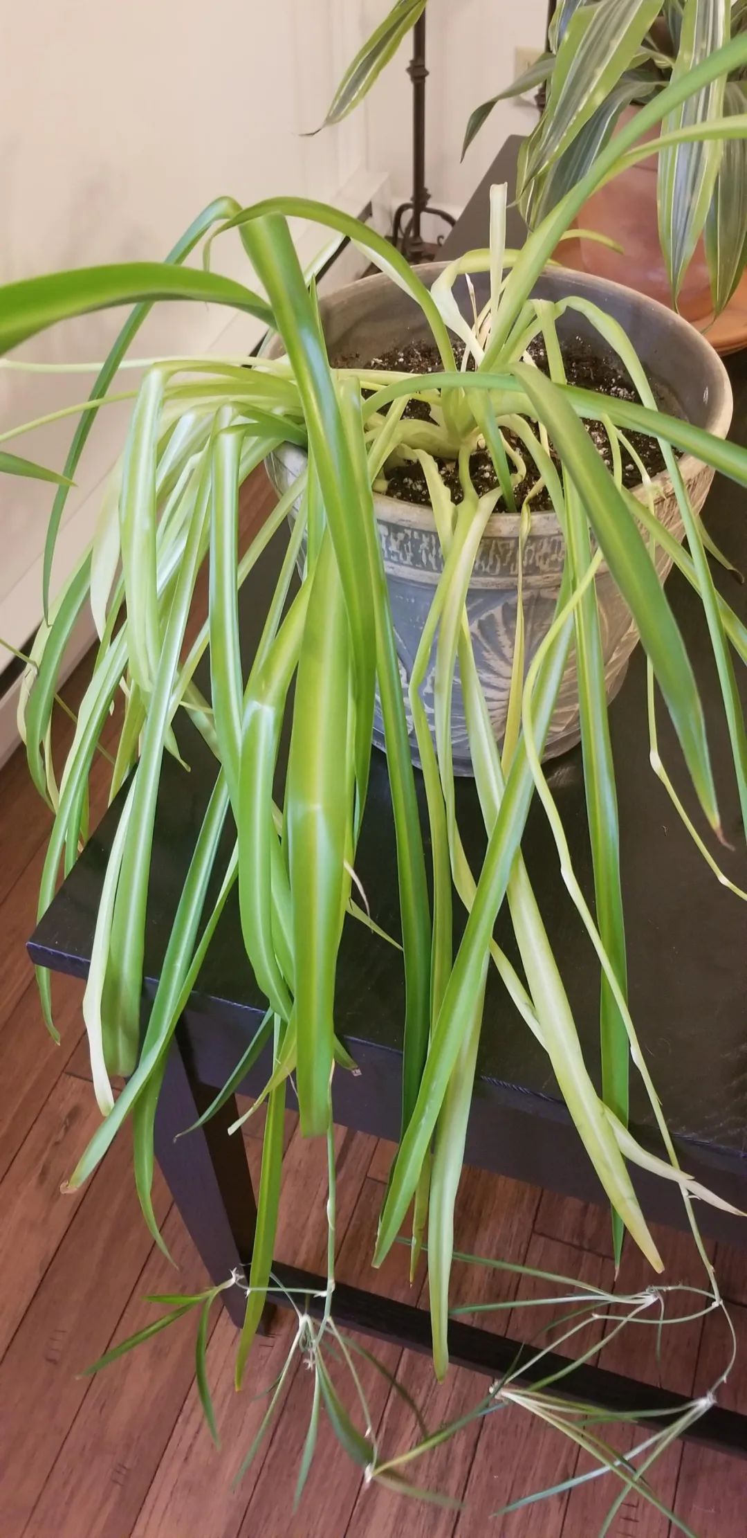 吊兰黄叶原因及补救方法,吊兰叶子发黄怎么处理视频