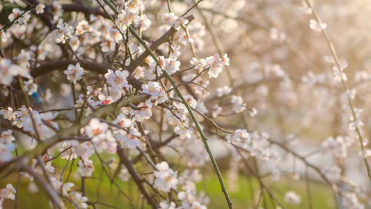 部编版五年级上册语文复习资料,五年级上册分类专项复习卷语文