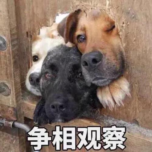 吃瓜沙雕表情包,看瓜群众表情包