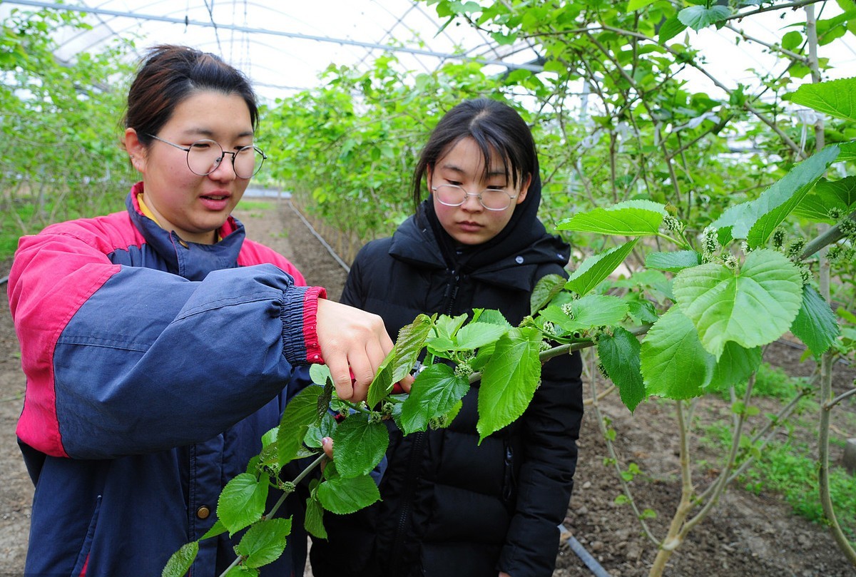 大北农转基因大豆阿根廷,大北农大豆转基因