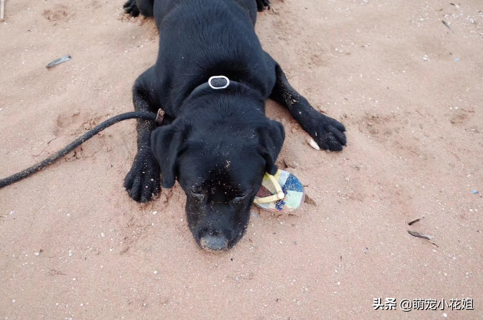 幸运的狗狗却不幸感染血液病,众人为它奔波求医,却没能挽回它