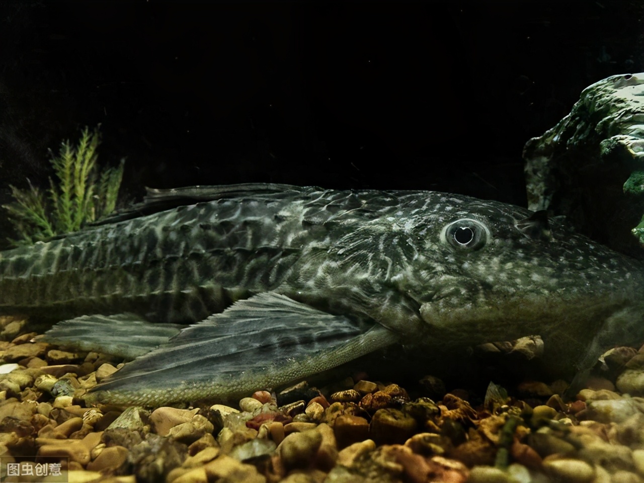 清道夫鱼可以清理鱼缸吗,清道夫鱼能清理鱼缸的垃圾吗