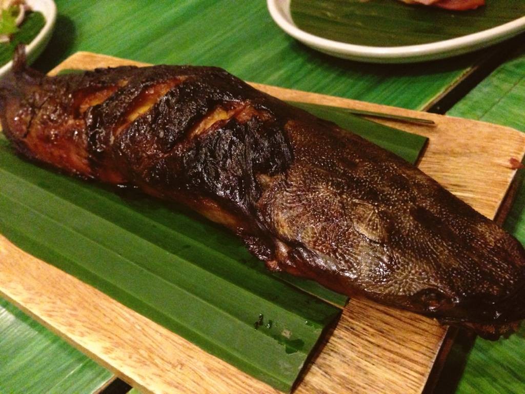 红尾鲶厉害吗,李大毛钓红尾鲶