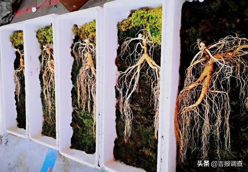 抚松万良人参市场最新价格,吉林抚松万良人参经营大户