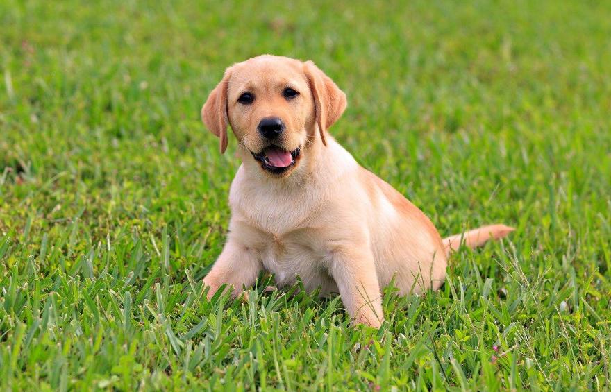 狗狗喜欢吃墙灰怎么回事,你家狗狗总喜欢咬你的手指