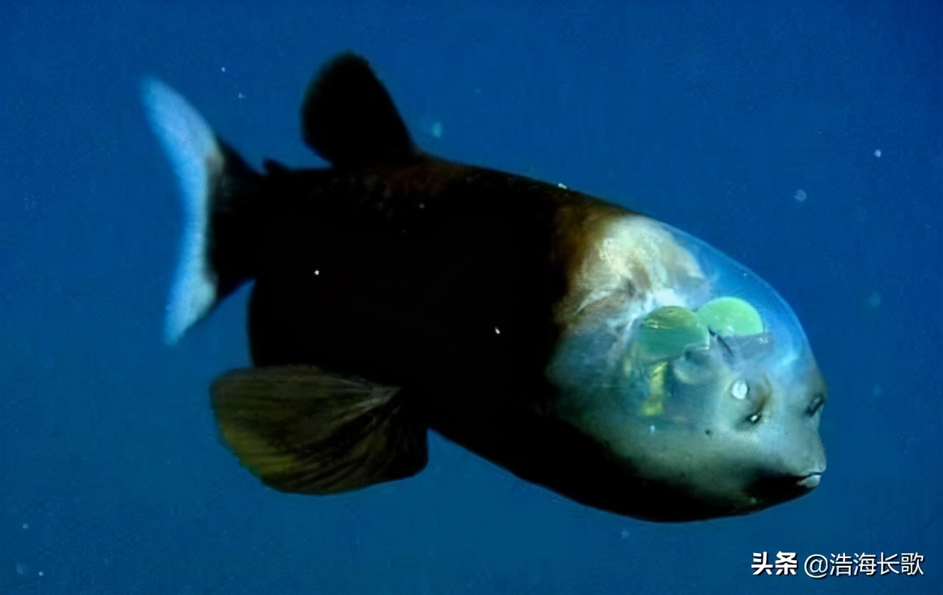 万米载人深潜,万米深潜