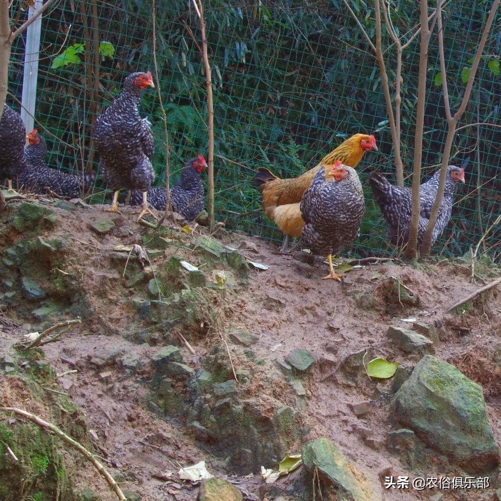 鸡老是被老鹰叼走有什么办法,山里散养鸡怎么预防黄鼠狼和老鹰
