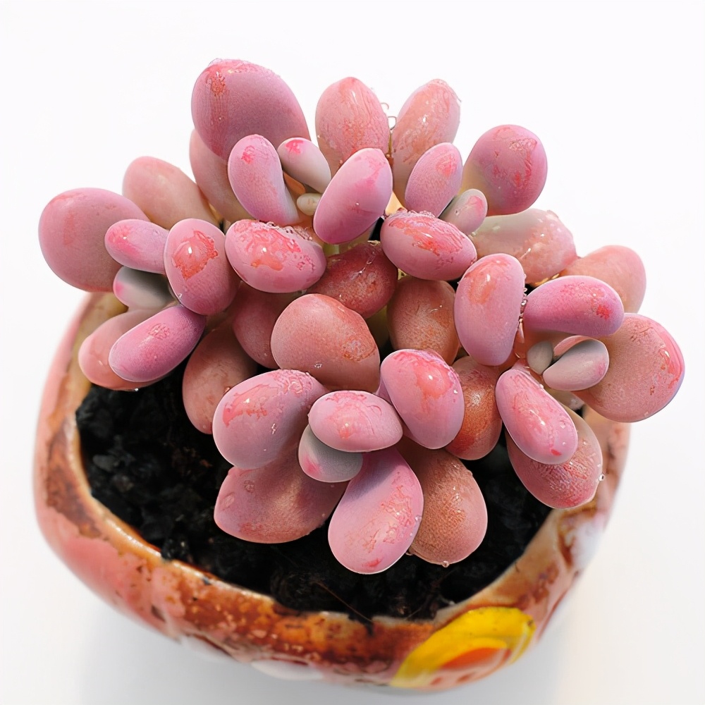 多肉容易养成老桩都有哪些品种,多肉老桩欣赏最新