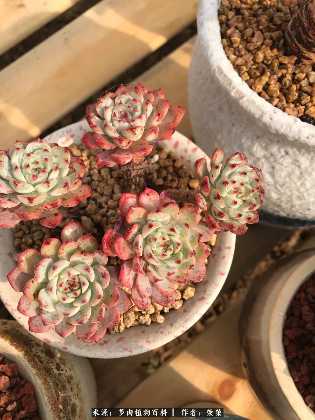 我在包邮区养肉，附多肉越冬度夏养护建议！