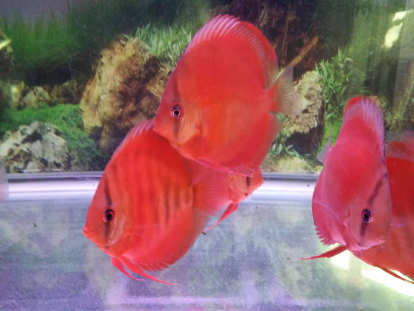 普通鱼缸如何培养硝化细菌,如何对鱼进行小规模培养